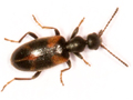 Anthicus antherinus